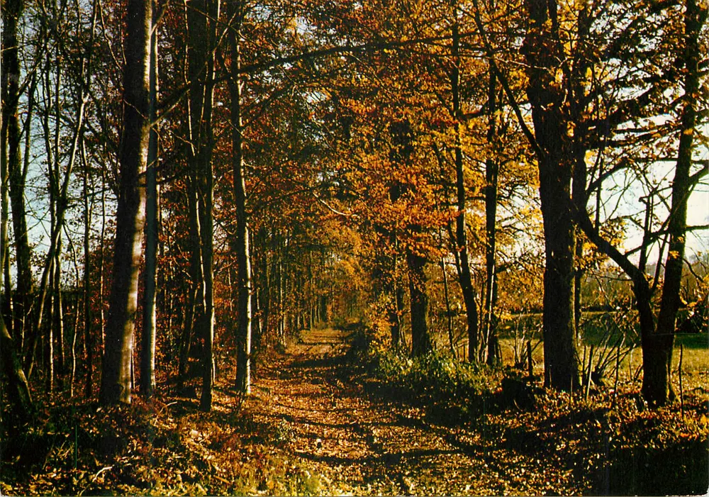 Forêt d'automne — Chemin bordé d'arbres aux feuilles dorées — Campagne Pitoiresque, éditeur PP 2 (77) - Recto