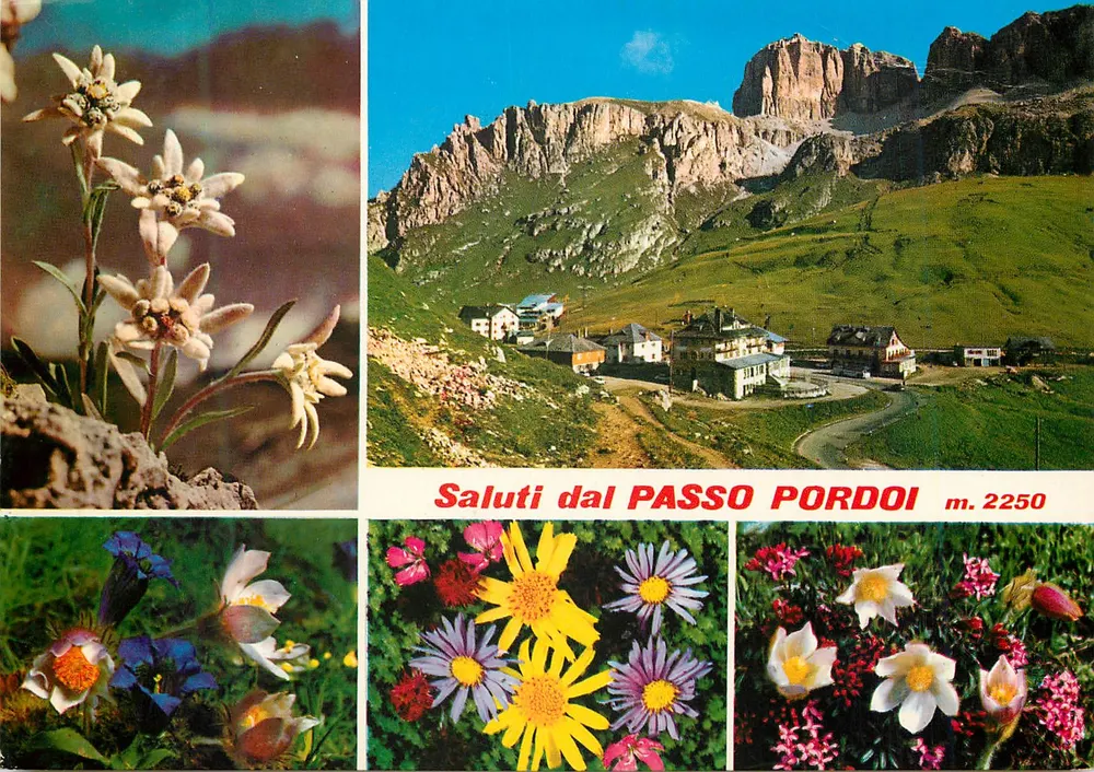 Passo Pordoi — montanhas e flores alpinas — FOTO GHEDINA - Frente