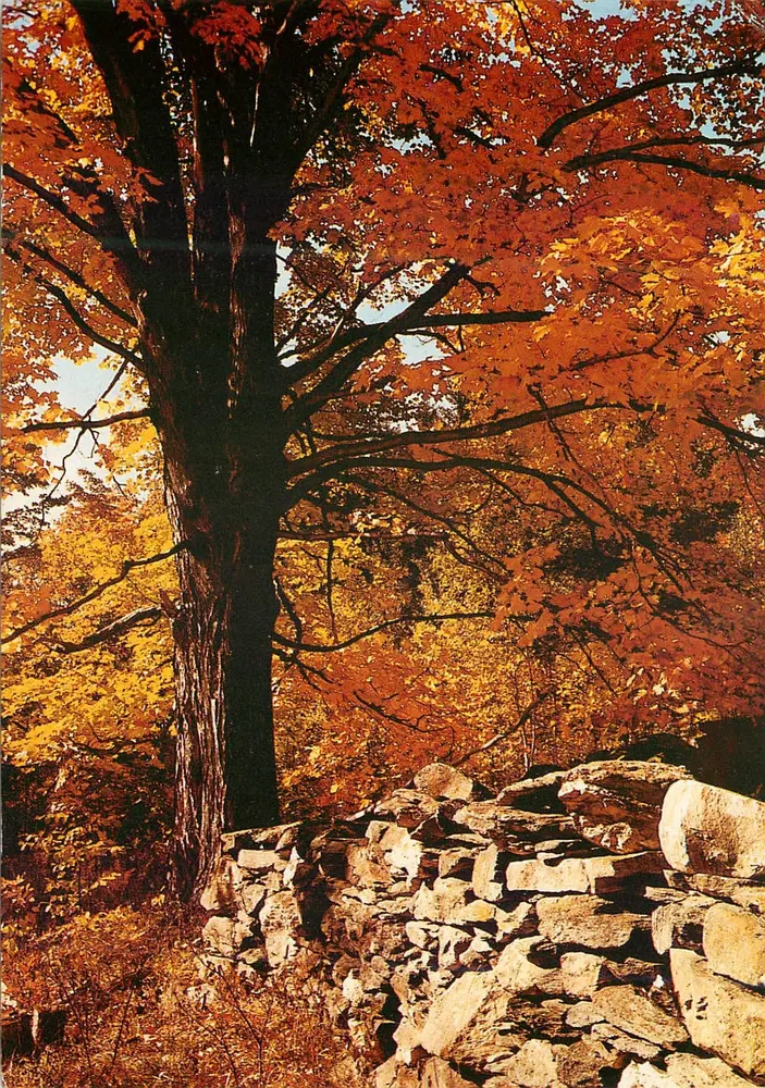 Arbre d'automne — feuillage rouge-orangé — Gràfiche Blondetti, n°200/1 - Recto