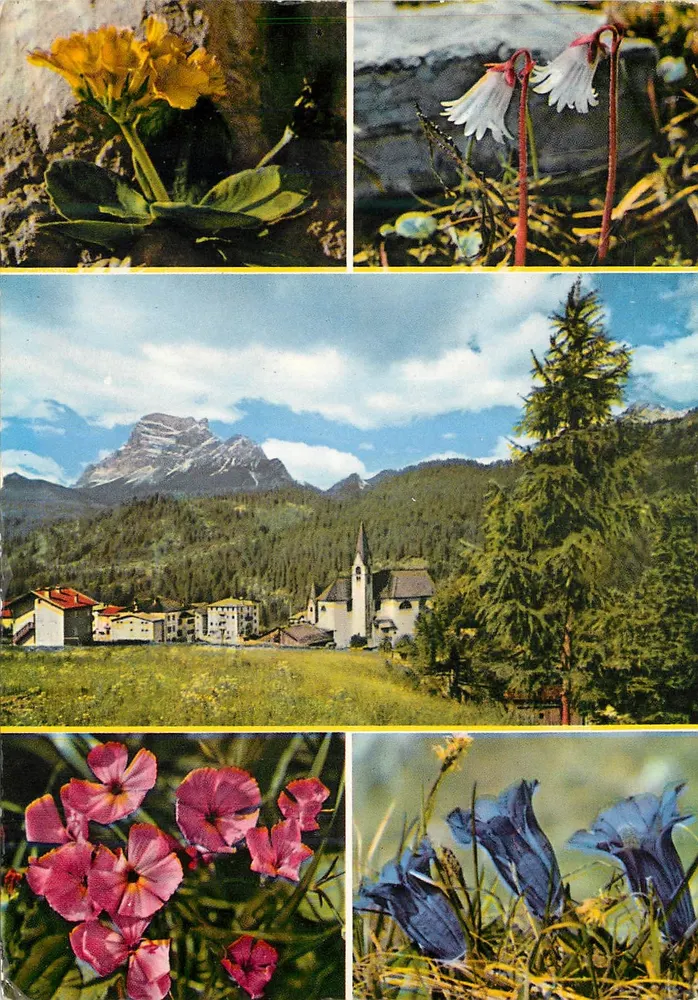 Flores alpinas e paisagem de montanha — editor não visível, número de série não legível - Frente