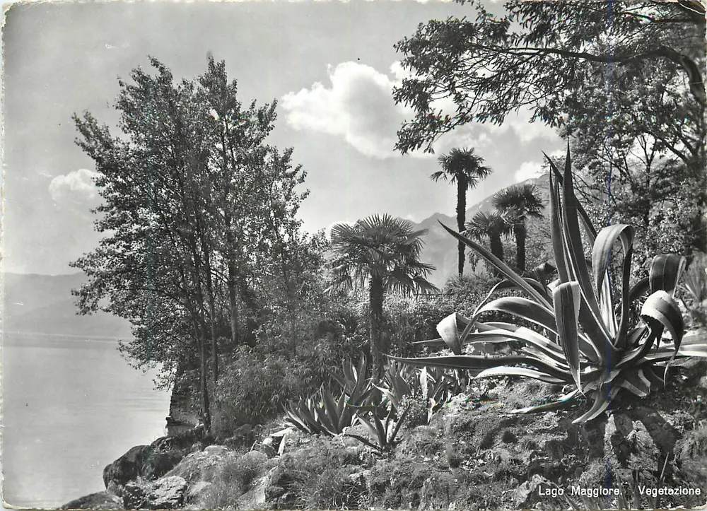 Lago Maggiore — Vegetação — Photoglob-Wehrli AG, Zürich - Frente
