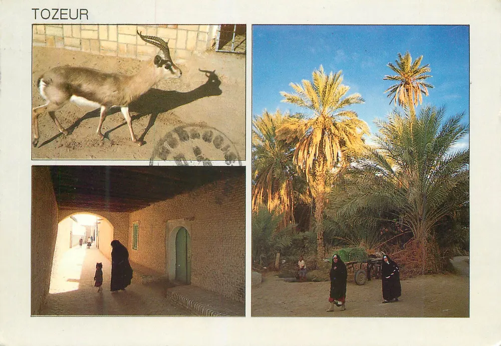Tozeur — animais, palmeiras e vielas — Éditions Tanit, n°376 - Frente