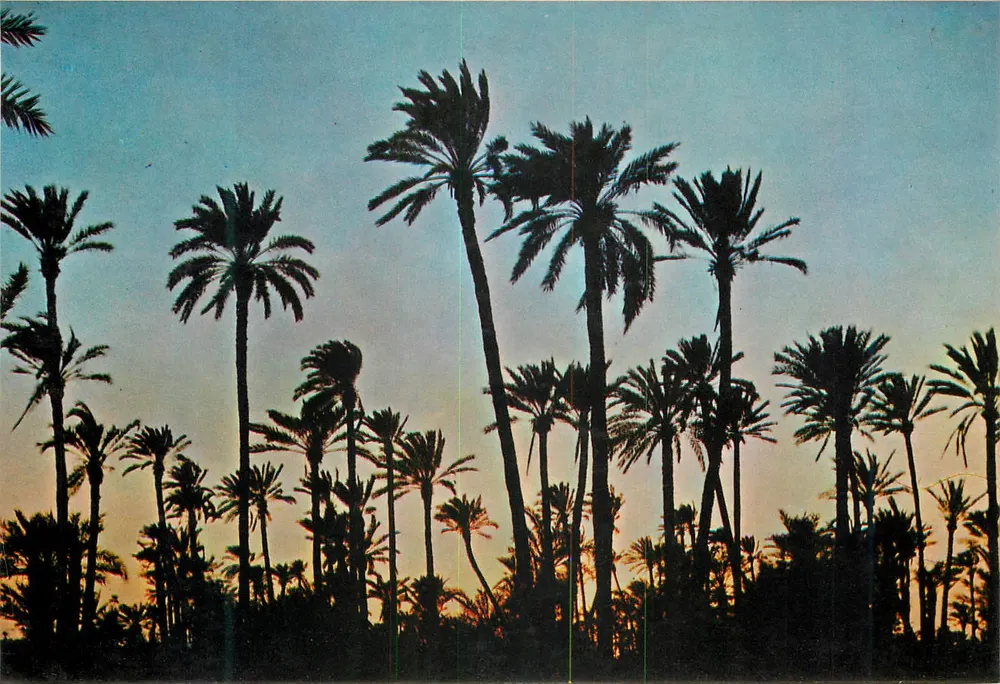 Paisagem de palmeiras — pôr do sol — editor ÉDISSA, n° 6233 - Frente