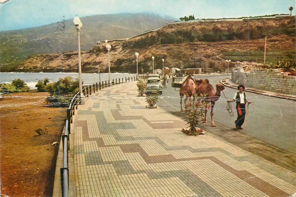 Santa Cruz de Tenerife — Promenade de Colomb mit Dromedaren — Víctor González, Serie II, N° 7365 - Vorderseite