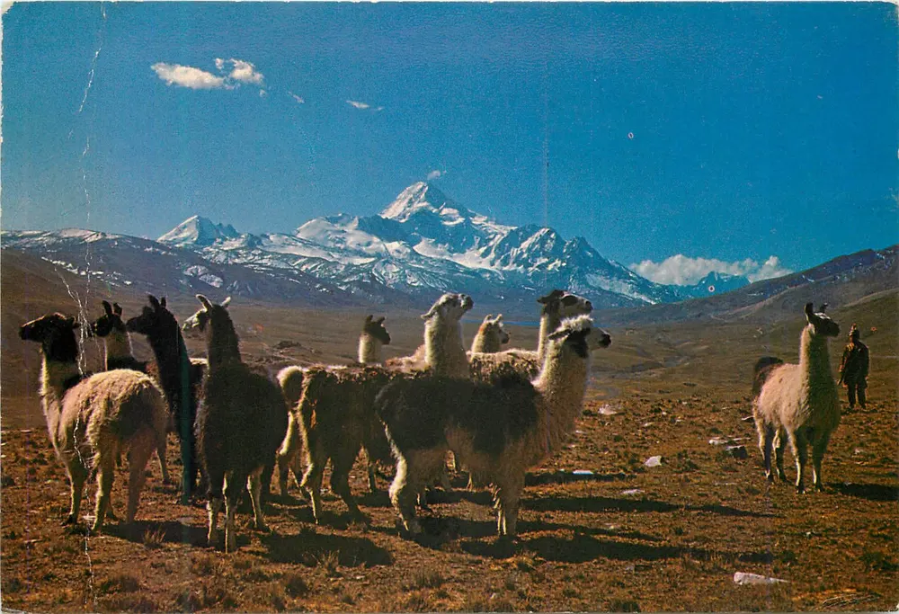 Bolivianisches Altiplano — Lamas vor dem Monte Huayna Potosí (6.200 m.) — Verlag: LA PAPELERA S.A. LA PAZ, Nr. 212 - Vorderseite