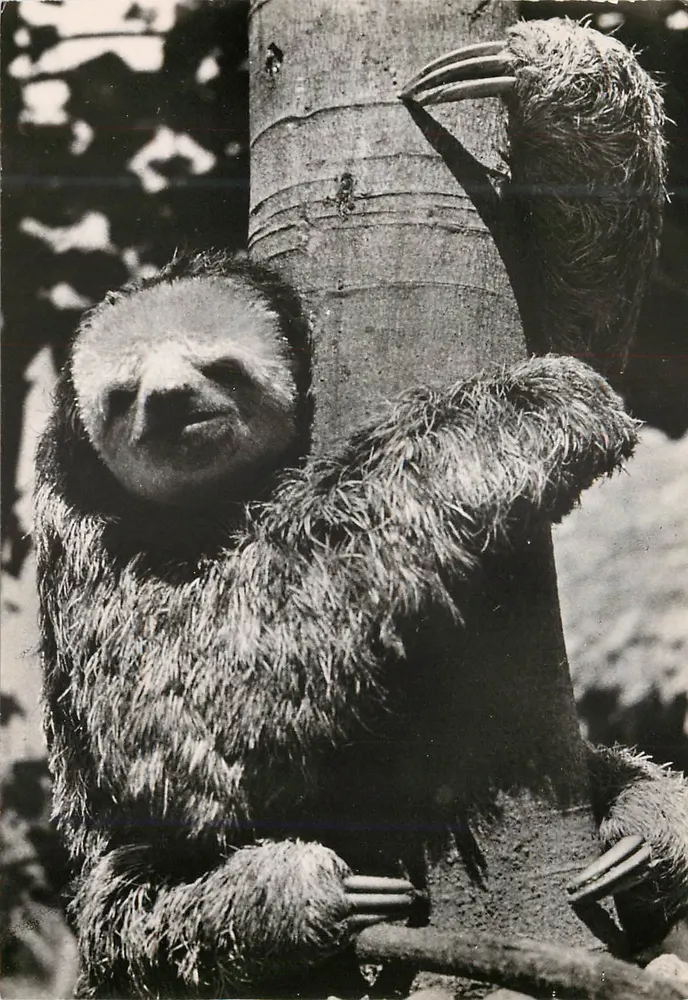 Zwei Schmetterlinge an einem Baumstamm — Expedition Guyane - Tumuc - Humac — Foto D. Darbois - Vorderseite