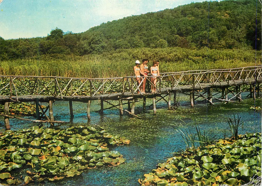 अर्कुटिनो — नेनुफार — फोटोडेट - बल्गारिया - आगे