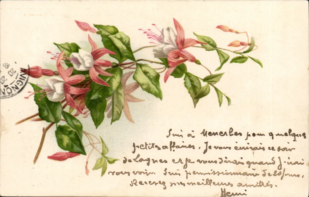 Fuchsjia — kolorowa ilustracja — wydawca nieznany - Awers