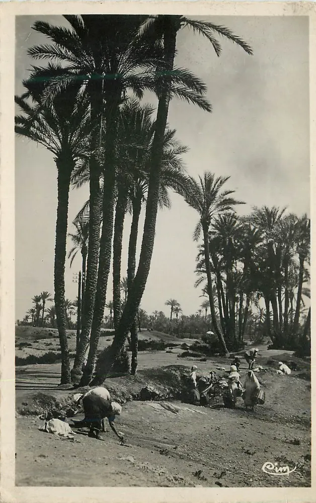 Palmen — Ein Stück der Palmenplantage — Combier Imp. Macon - Vorderseite