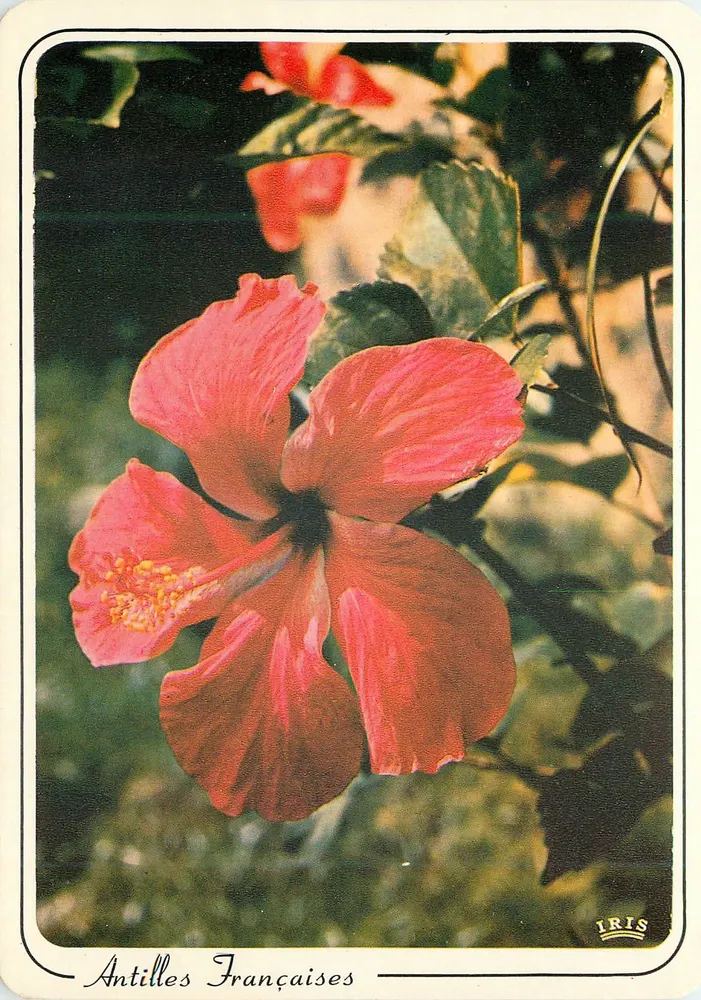 Hibisco — Antilhas Francesas — IRIS - Frente