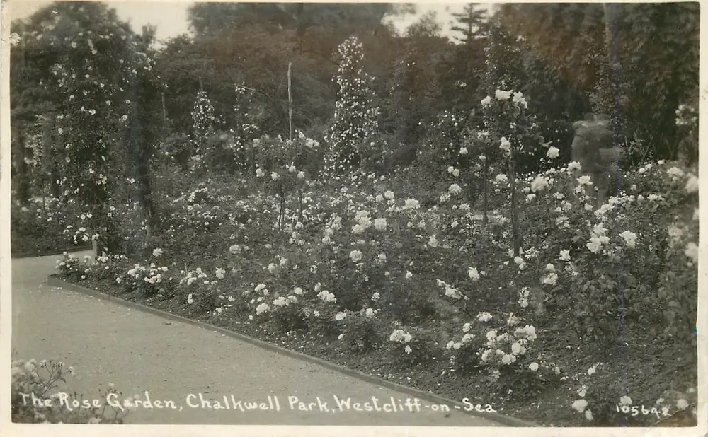 Der Rosenpark, Chalkwell Park, Westcliff-on-Sea — Gartenansicht mit weißen Rosen — Verlag 'REAL PHOTO BRITISH MADE', n° 105642 - Vorderseite