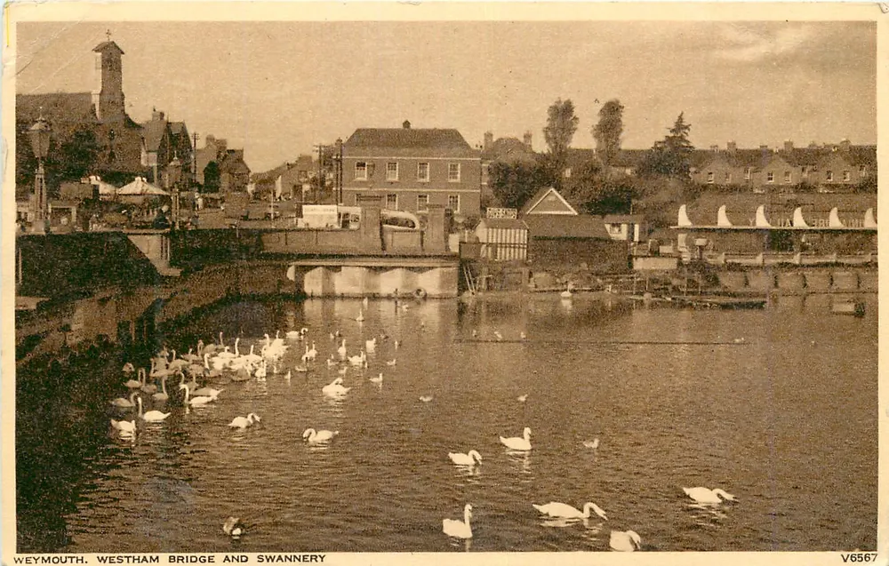 Weymouth. Westham Bridge and Swannery — vue avec nombreux cygnes, éditeur 'Photograph Co. Ltd.' et n° V6567 - Recto