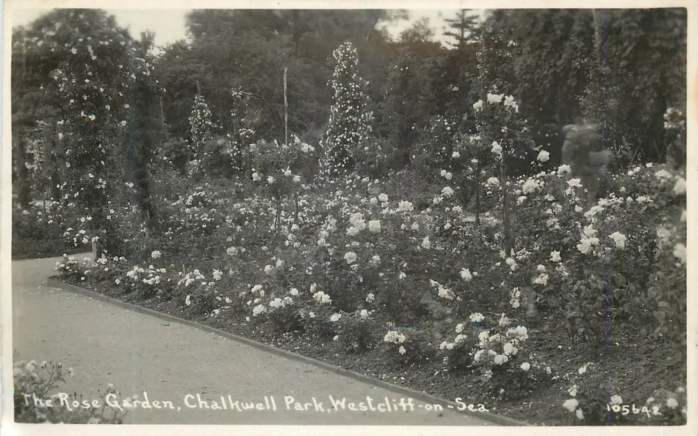 Der Rosenpark, Chalkwell Park — Westcliff-on-Sea — Serie 105642 - Vorderseite