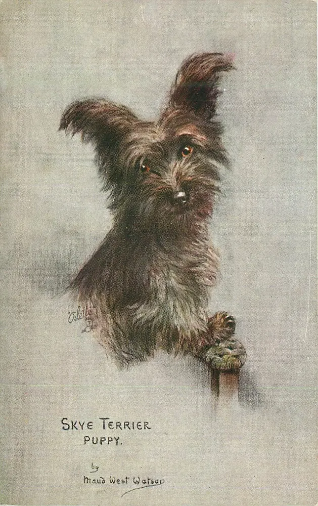 Filhote de Skye Terrier — por Maud West Watson — Tuck's Post Card n°9681 - Frente