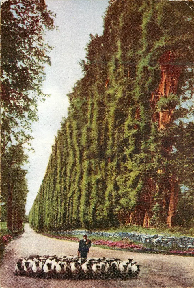 A Cerca de Faia, Blairgowrie — Altura de 100 pés, Comprimento de 1/3 milha, Plantada em 1746 — Publicado por J. B. WHITE Ltd. - Frente