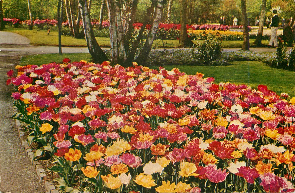 Tulpen-Garten am Keukenhof — Lisse-Holland — Druck von Haarlem - Holland Foto L. Blok - Vorderseite