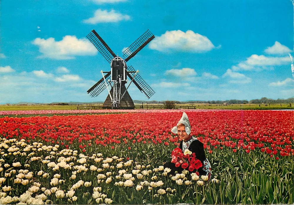 Landschaft mit Tulpen und Windmühle — Molenland, Niederlande — Verleger Krüger, n° 900/42 - Vorderseite