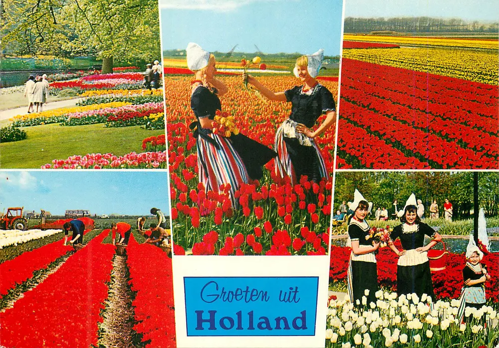 Tulipas e mulheres em trajes tradicionais — Groeten uit Holland — editor Gebr. Spanjersberg, Roterdão - Frente