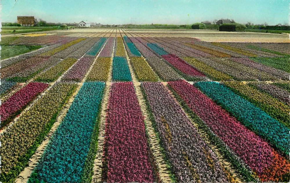 Holland's Bollenvelden — Campos de bulbos holandeses — Edição: Rembrandt - Amsterdam - Frente