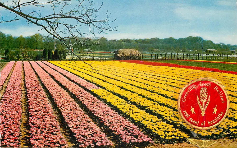 Campos de jasmins na Holanda — VITA NOVA, n°109 - Frente