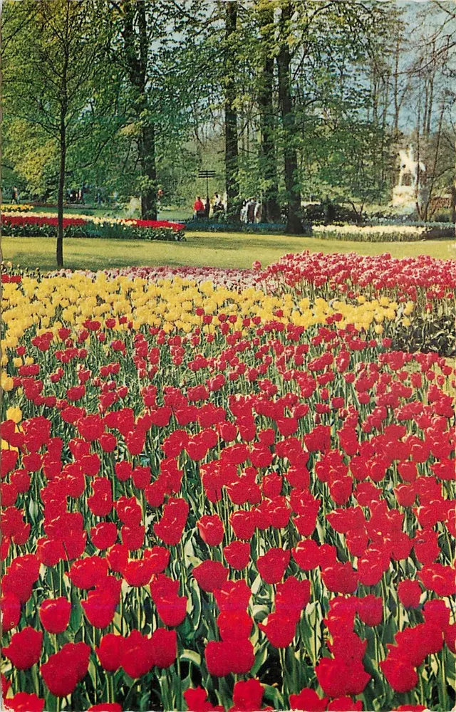 Ogród tulipanów — Holandia — wydawca VITA NOVA, n°3 - Awers