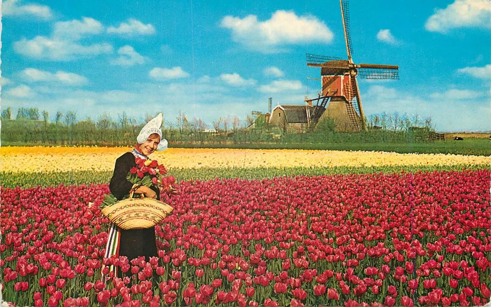 Tulpenlandschaft und Mühle — Holland — Verlag Krüger, Nr. 901/17 - Vorderseite