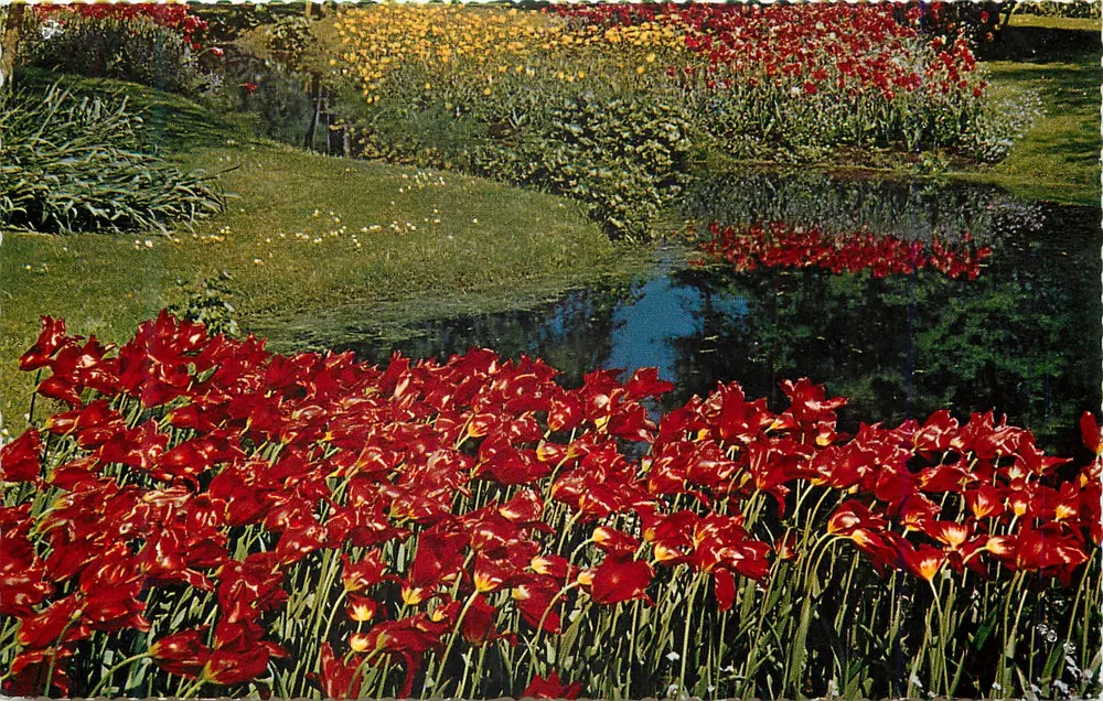 Jardim de tulipas vermelhas — lago e campos de flores — Krüger 901/1 - Frente