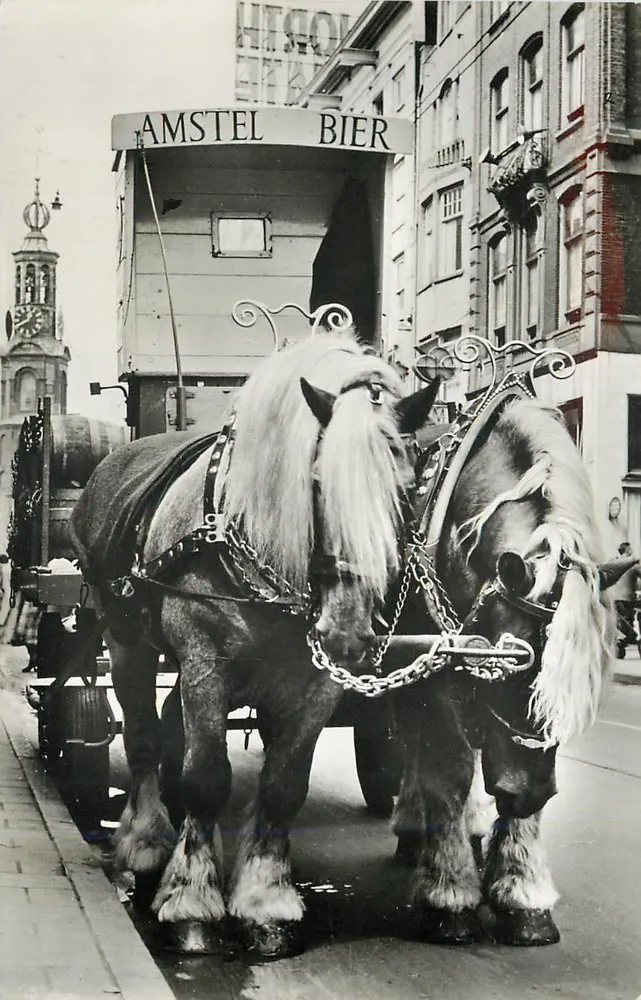 Pferde der Brauerei Amstel — typische Szene von Amsterdam — Van Eert Fotodrukning N.V., Nr. 113 - Vorderseite