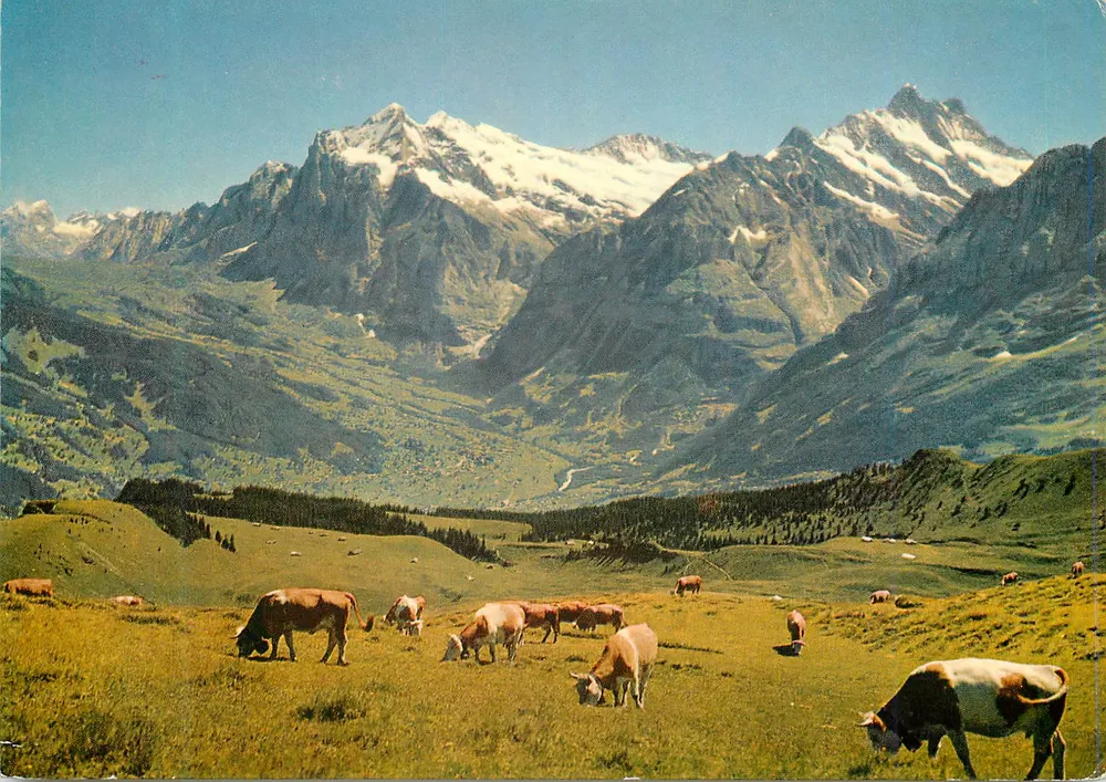 Wetterhorn, Schreckhorn und Grindelwald — Ansicht von Männlichen — Foto und Druck von Jul. Burch, Samedan AG, Wengen - Vorderseite