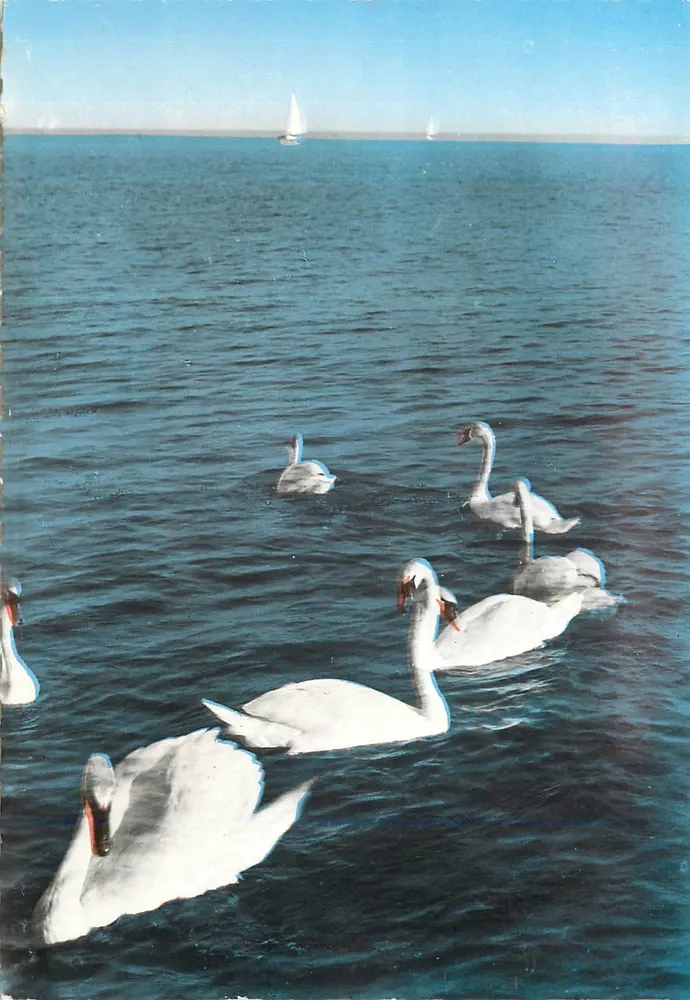 O Lago Léman — Os Cisnes — Les Éditions J. Cellard — n° E. 4317 - Frente