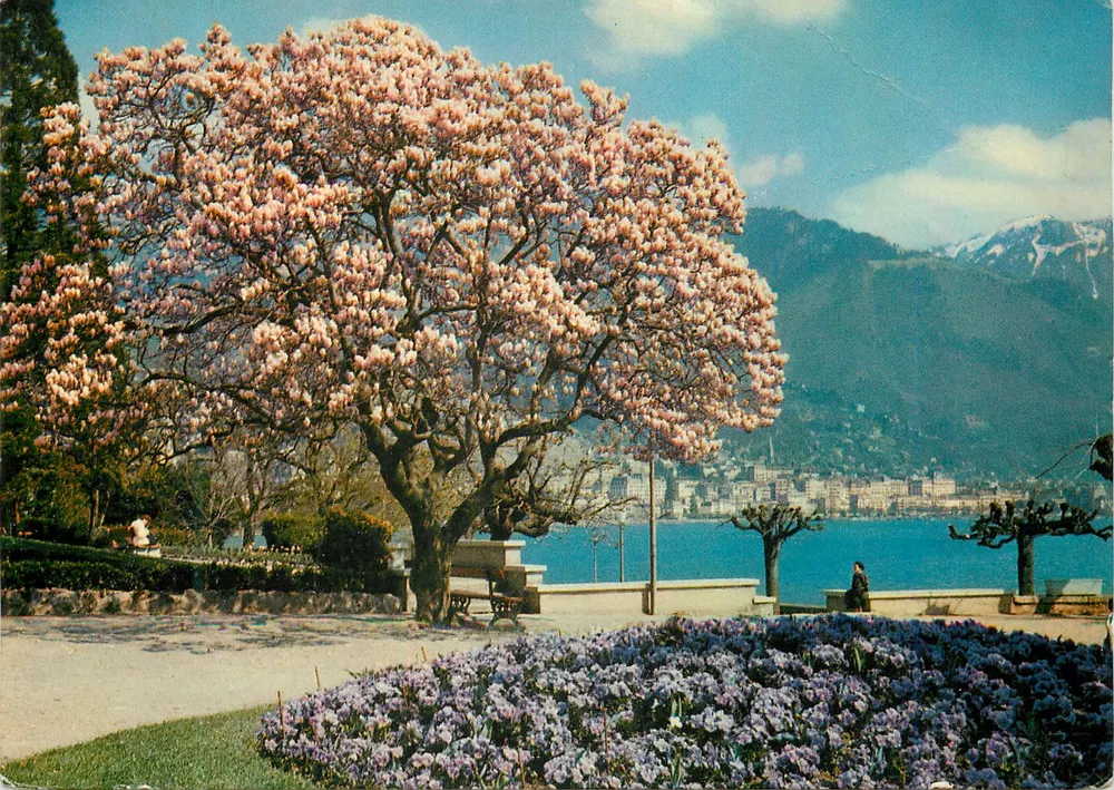 Magnolie in Clarens — im Hintergrund: Montreux — Établissements Graphiques Jonneret - Vorderseite