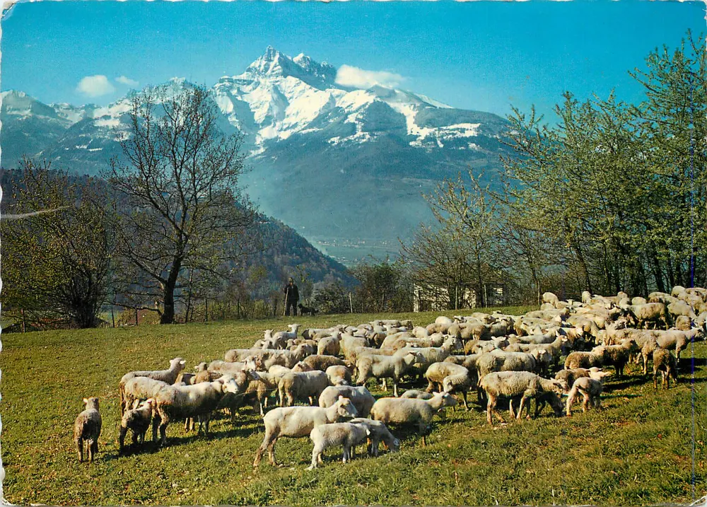 Schafherde — Blick auf die Dents-du-Midi — Photoglob-Wehrli SA, Zürich/Vevey - Vorderseite