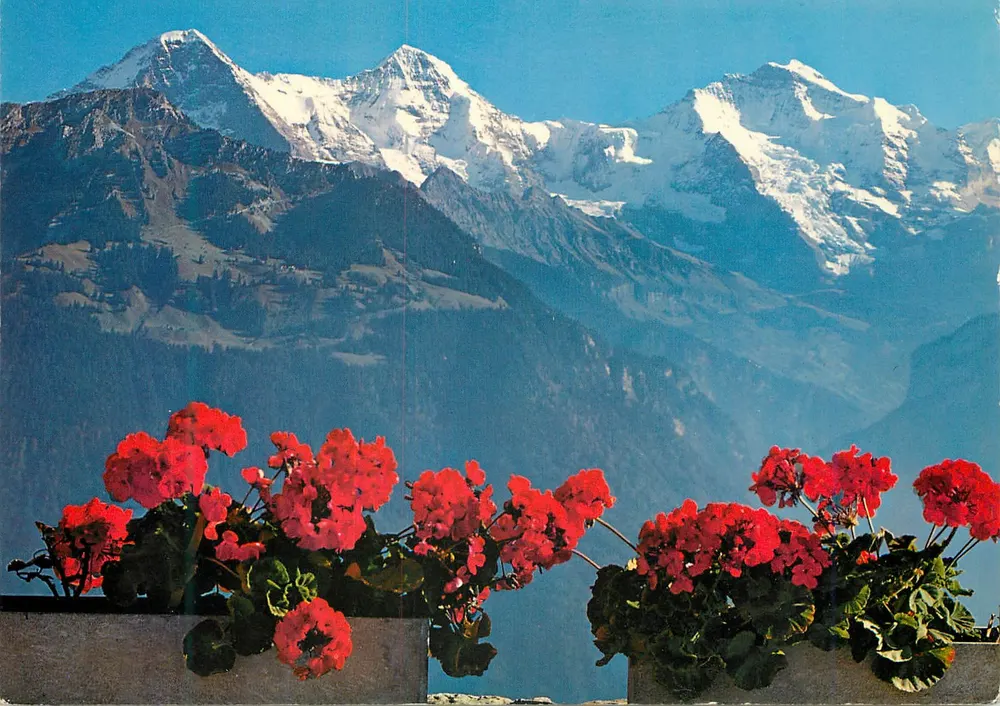 ईगर, मॉन्च और जंगफ्रू शिखरों का दृश्य - हार्डरकुल्म (1322 मीटर) - फोटोग्लोब-वेहर्ली एजी, जूरिख, संख्या 6147 - आगे