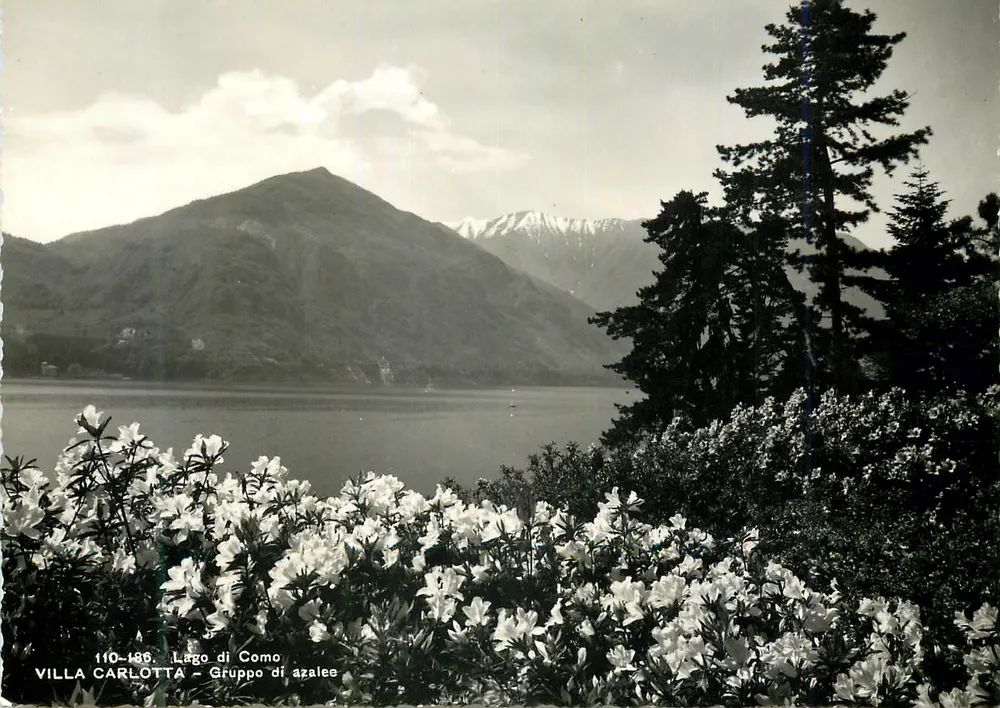Villa Carlotta — Lago di Como — Gruppo di azalee - Frente