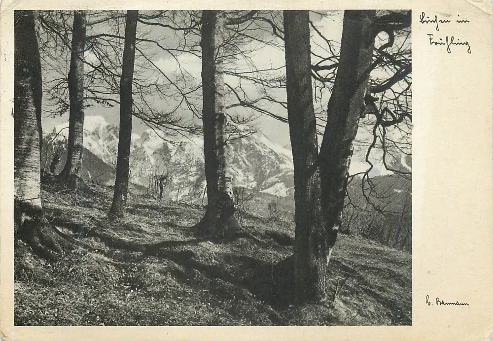 Vista de un bosque con montañas nevadas — H. Prämann — Tarjeta postal Michel Lichtbildkunst-Karte N°1402 - Anverso