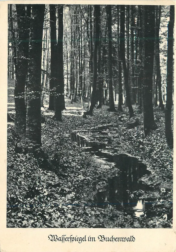 Espejo de agua en el Buchenwald — Kunstverlag von Bischof & Klein, Lengerich i. Westf. — No. 10210/1 - Anverso