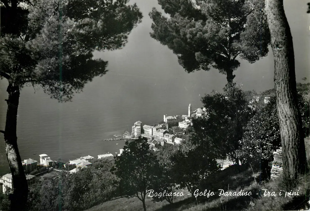 Bogliasco - Golfo Paradiso - Tussen de pijnbomen — Royalfoto - Voorkant