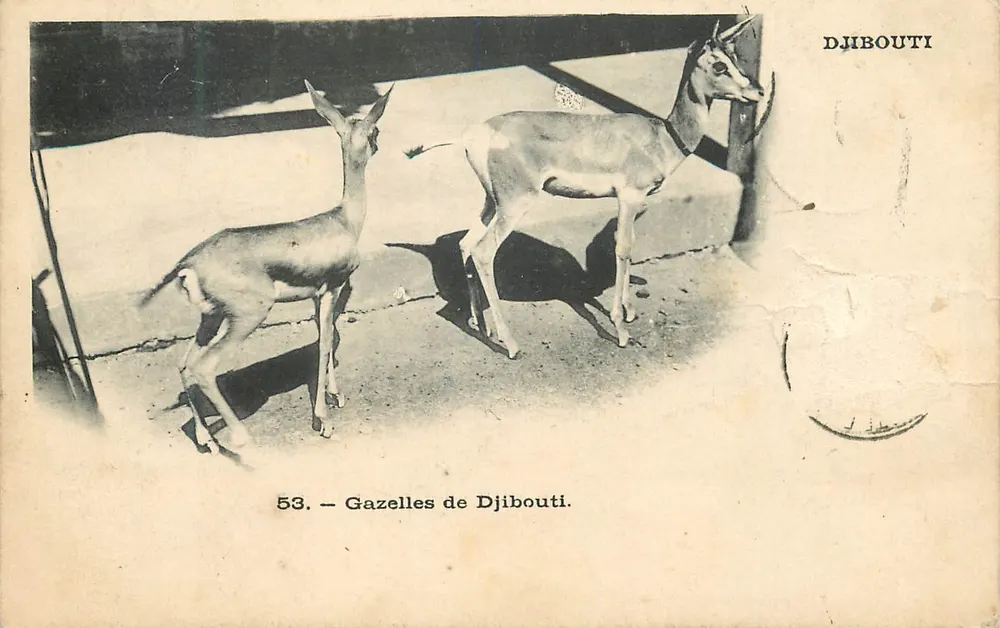 Gazellen von Djibouti — Serie 53 — unbekannter Verleger - Vorderseite
