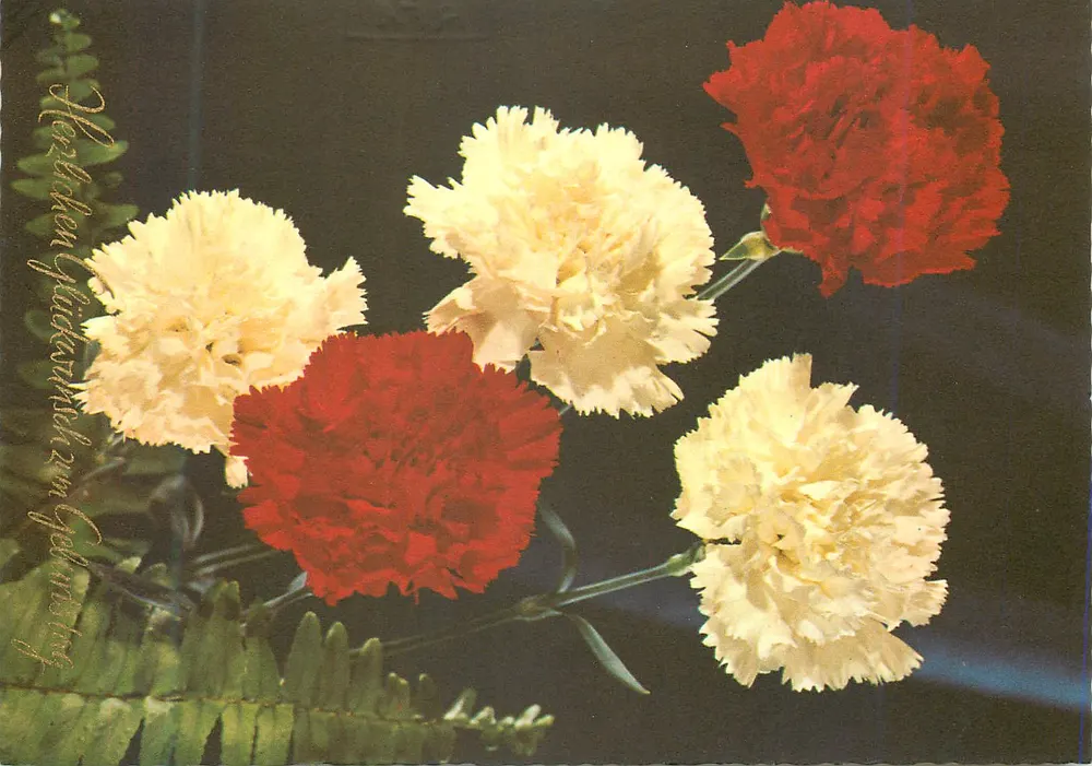 Flores de margaridinha — texto vertical em alemão — editor não visível - Frente