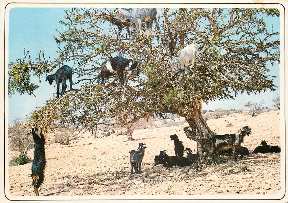 Cabras no arganier — Marrocos típico — Casa-images, n°130 - Frente