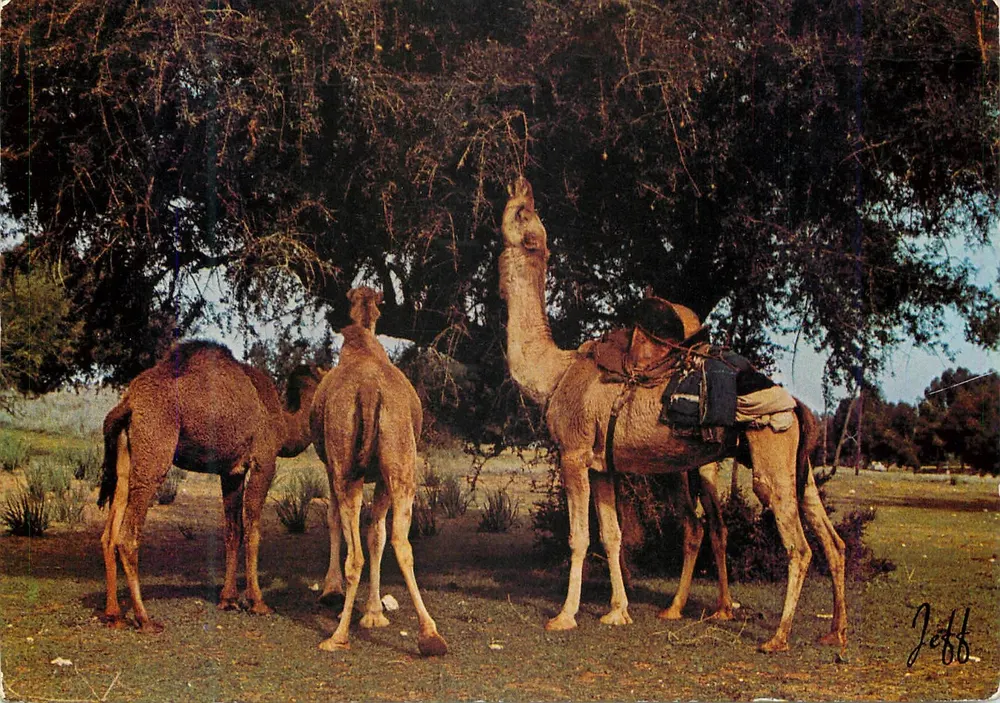 Camelos pastoreando sob uma árvore — Edição JEFF, n° 5205 B - Frente