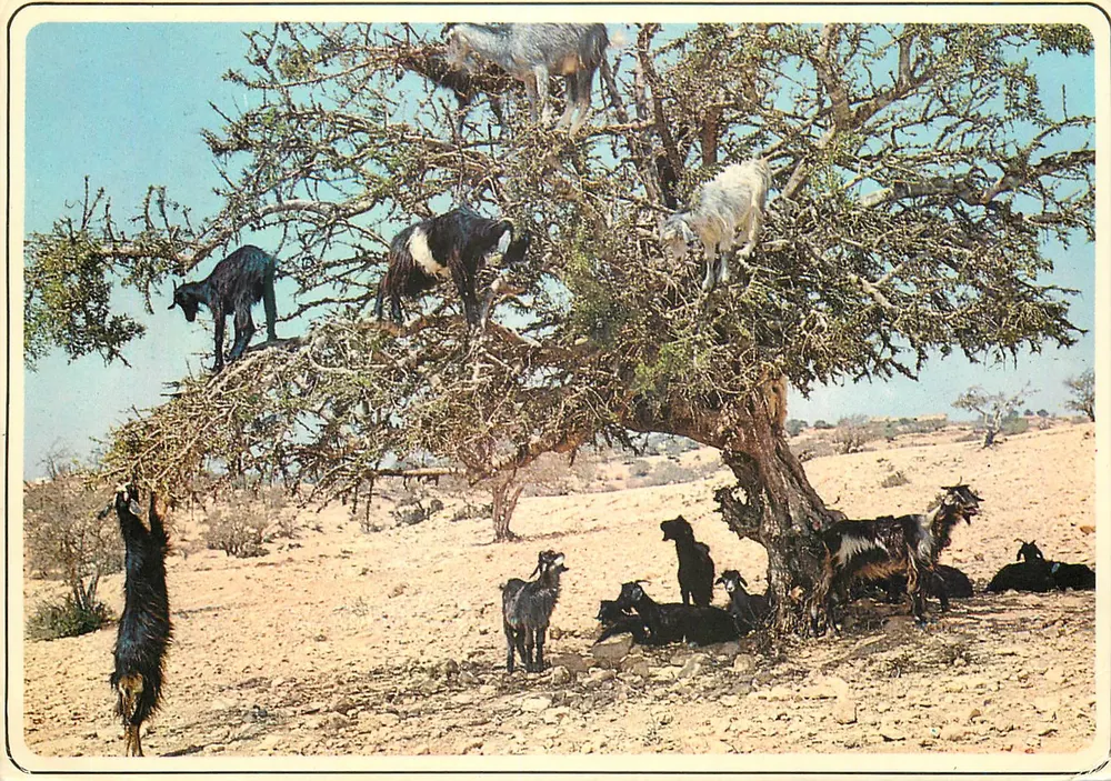 चेव्र्स अर्गनियर पर — मोरक्को — कासा-इमेजेस नंबर 130 - आगे