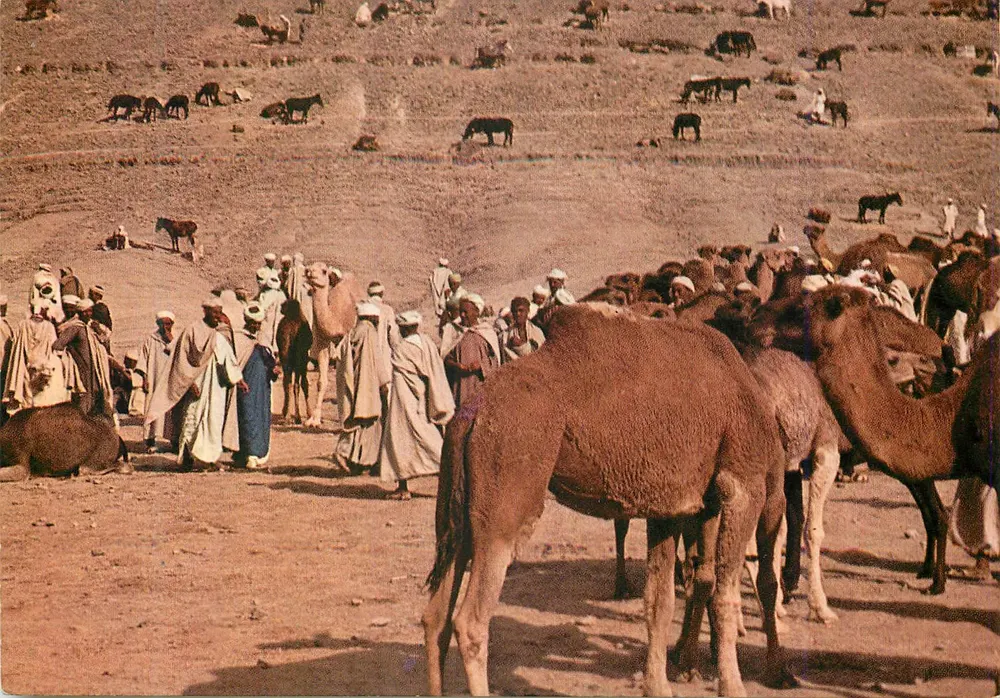 Goulimine — Tor zur Sahara — Kamelmarkt - Vorderseite
