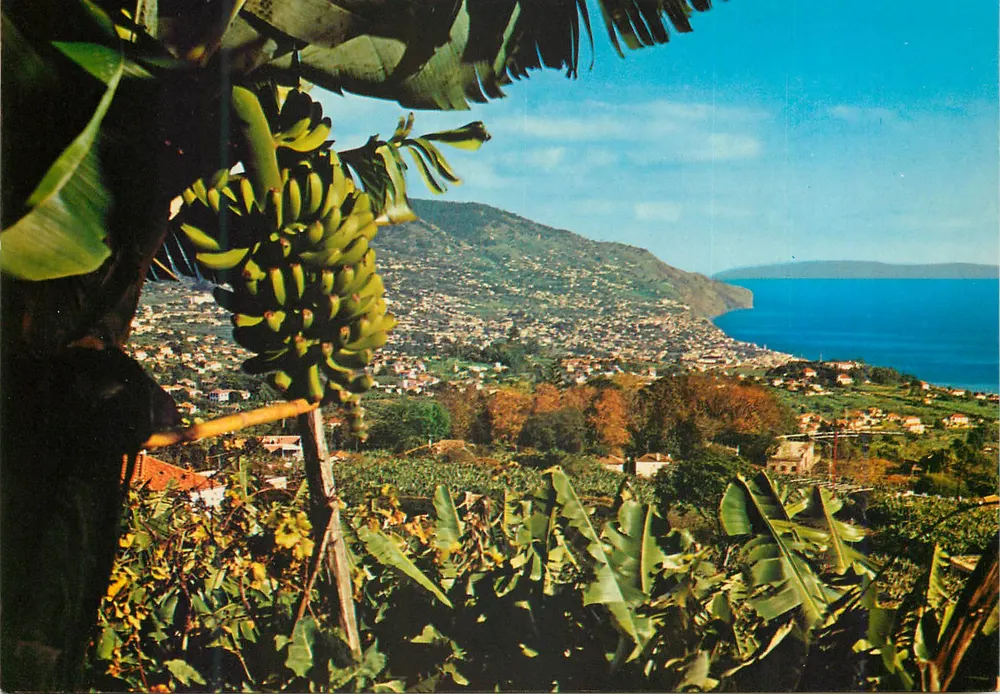 Funchal (Madeira) — Oostzijde — Vista Leste — uitgever Francisco Ribeiro, Rua Nova de S. Pedro, 27 - Voorkant