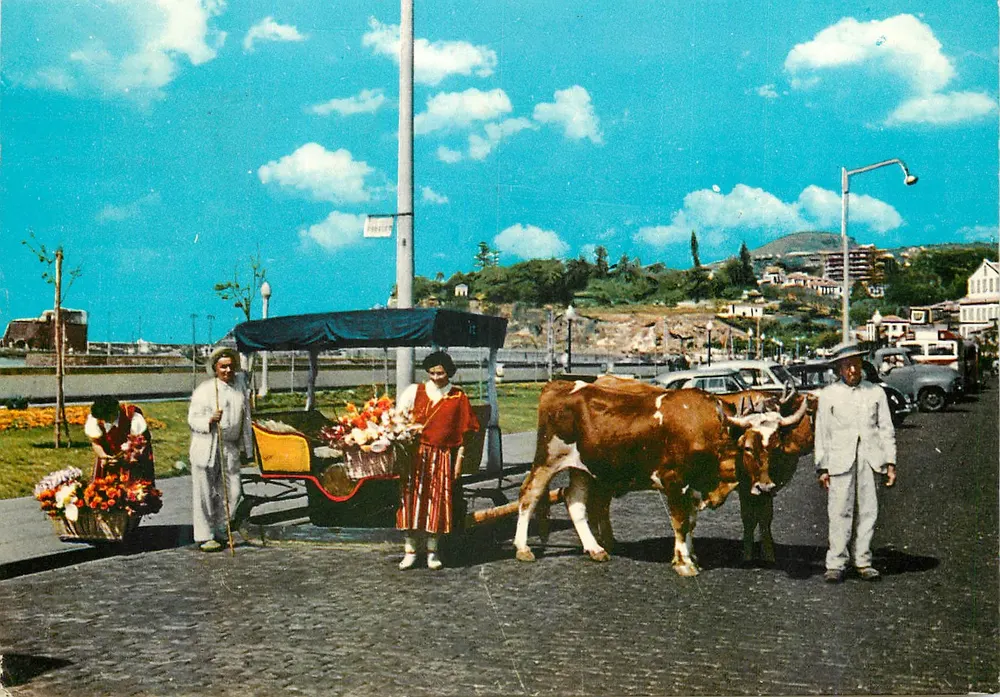 Vendedoras de flores e carruagem puxada por bois — Funchal (Madeira) — série MO 37, editor C.A. Imola - Frente