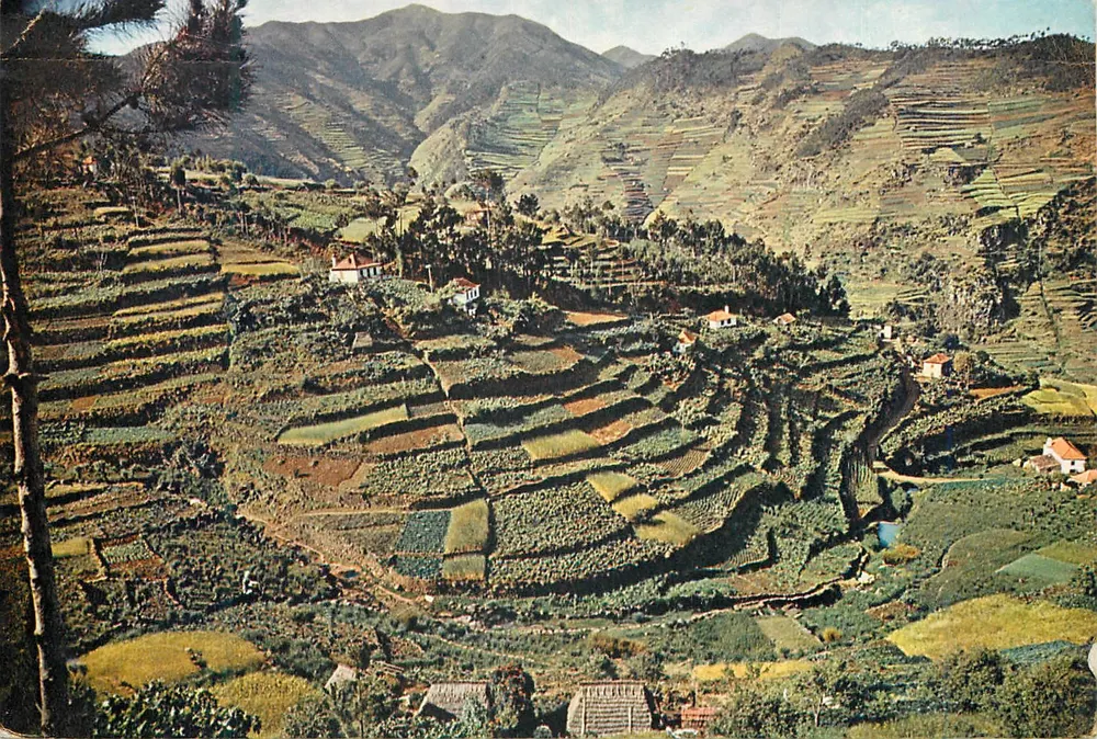 Kultivierte Terrassen im Tal von Machico — Madeira — Verlag J. Arthur Dixon Ltd. n°562 - Vorderseite