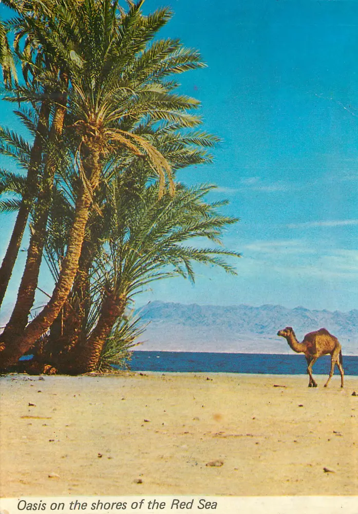 Oase an den Ufern des Roten Meeres — Verlag RALPHOT, Nr. 4132 - Vorderseite