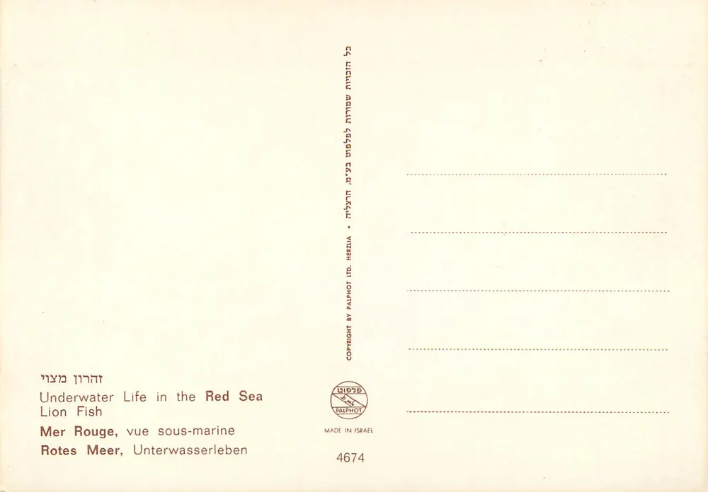 Unterwasserleben im Roten Meer, Rochenfisch — HERZIA - Rückseite
