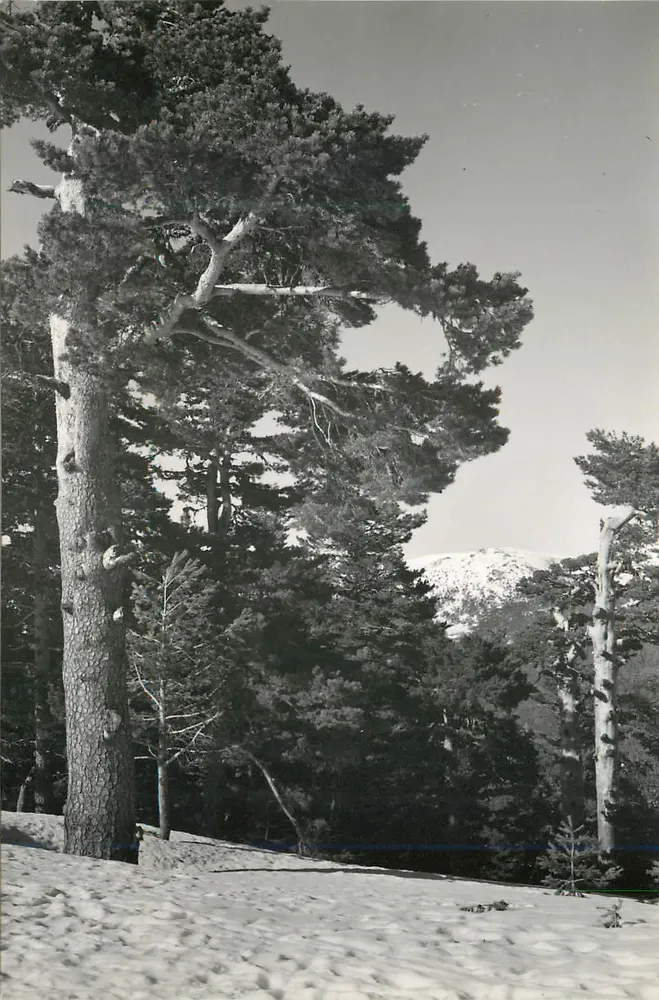 Pinares de Cercedilla — Puerto de Navacerrada — Edições Vistabella - Frente