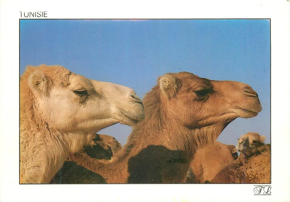 Camels in the desert — Tunisia — TL - Front